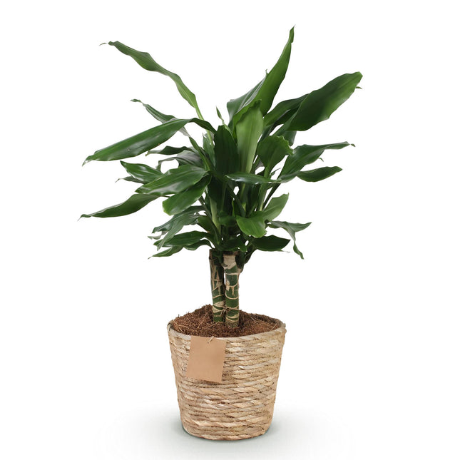 Dracaena fragrans Steudneri - Arbre Sang-Dragon - avec panier - Pot 17 cm - Hauteur 50-55 cm