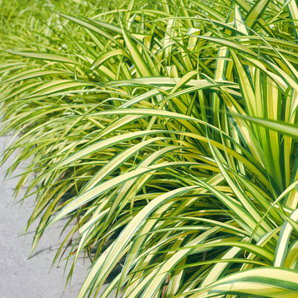 Carex oshimensis Evergold - Junco - Amarillo y verde - ↕50cm - Ø17cm - 4x