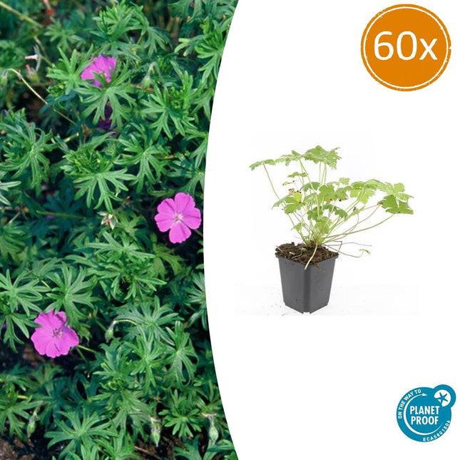Geranium 'Tiny Monster' - Ooievaarsbek - ↕10-25cm - Ø9cm - 60x