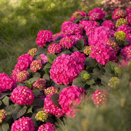Hydrangea Endles Summer Summer Love Red - Hortensia - Rood - ↕20-25cm - Ø14cm - 2x