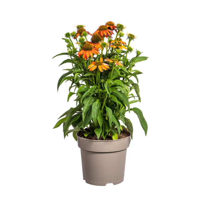 Echinacea Purpurea Orange Ø19cm - ↕60 - 70cm