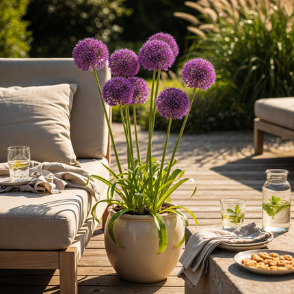 Bulbes d'Allium « Purple Sensation » - Couleur : violet - 15 bulbes - Calibre : 10/12 - Paquet XXL