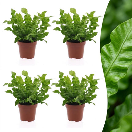 Asplenium Crispy Wave - Asplenium Crispy Wave - 4x - Pot 12cm - Hoogte - 30cm