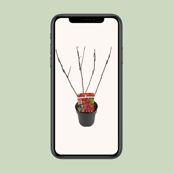 Malus 'Appletini' - Ø13cm - ↕10cm