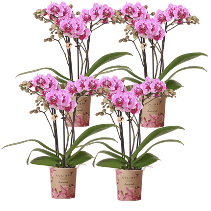 Kolibri Orchids | Combi Deal - 4 Roze-Paarse Phalaenopsis Orchideeën Diamond El Salvador - Ø9 cm