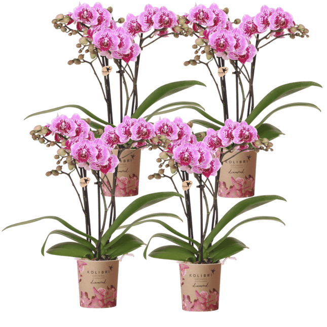 Kolibri Orchids | Combi Deal - 4 Roze-Paarse Phalaenopsis Orchideeën Diamond El Salvador - Ø9 cm