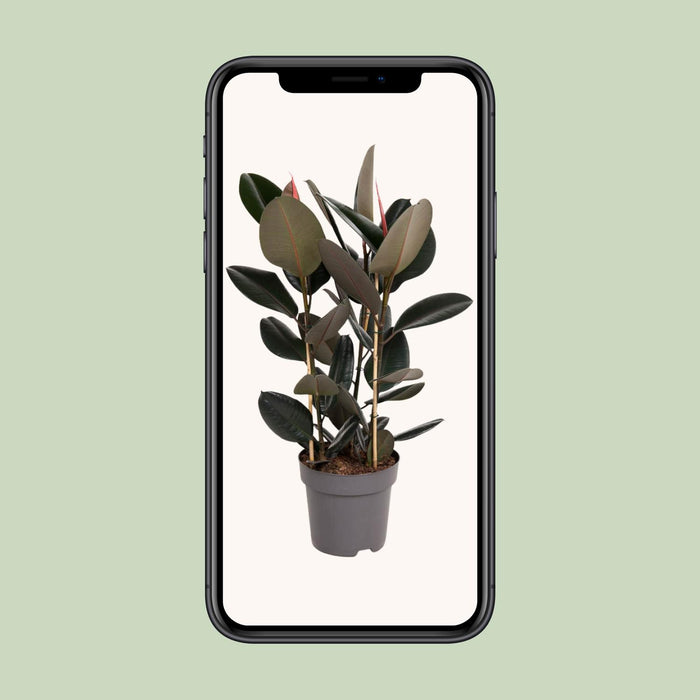Ficus Elastica Abidjan - ↕110cm - Ø27cm