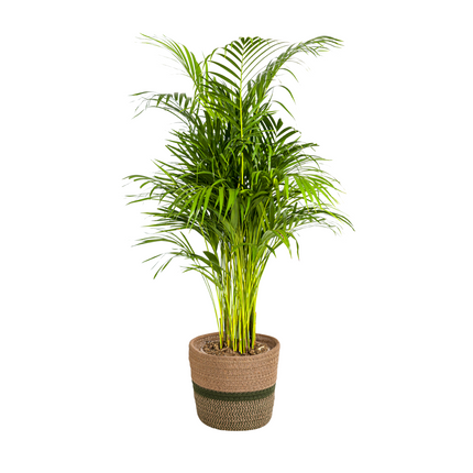 Dypsis Areca Lutescens con cesta - ↕100-120cm - Ø21cm