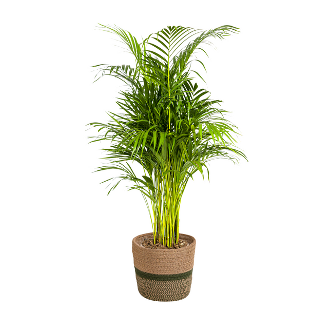 Dypsis Areca Lutescens met mand - ↕100-120cm - Ø21cm