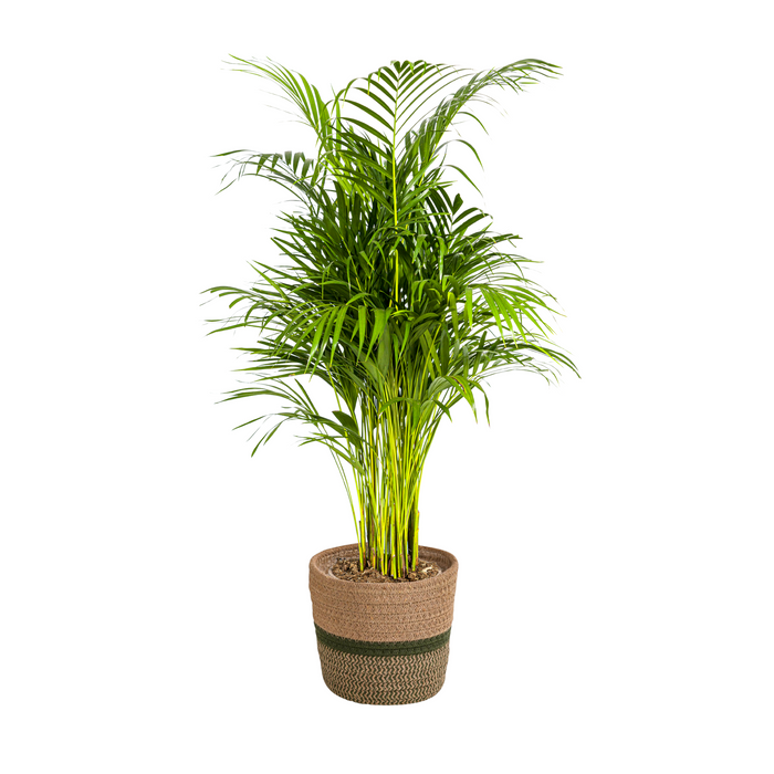 Dypsis Areca Lutescens met mand Ø21cm - ↕100 - 120cm