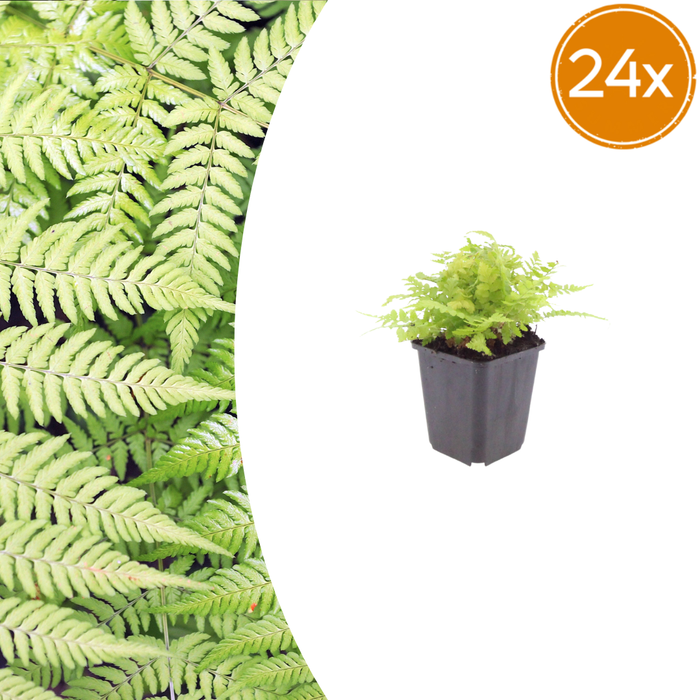 24x Dryopteris filix-mas - ↕10-25cm - Ø9cm