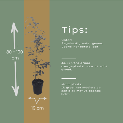 Fagus sylvatica - Beukenhaag - Palletdeal - ↕80-100cm - Ø19cm - 50x