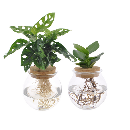 Convex glass Duo Monstera Adansonii/Clusia - 2 pieces - Ø12cm - ↕30 cm