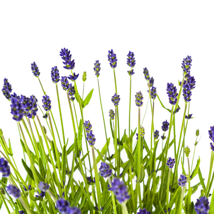 Lavandula Angustifolia - Lavendel - ↕40-50cm - Ø19cm - 4x