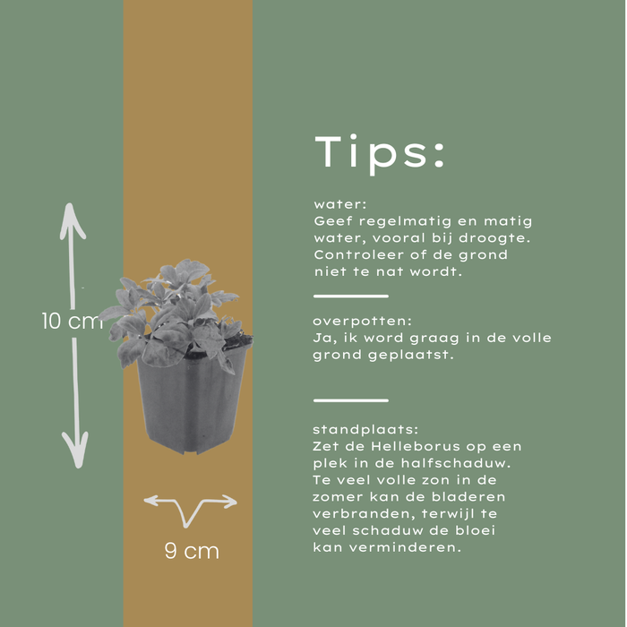 48x Helleborus orientalis - ↕10-25cm - Ø9cm
