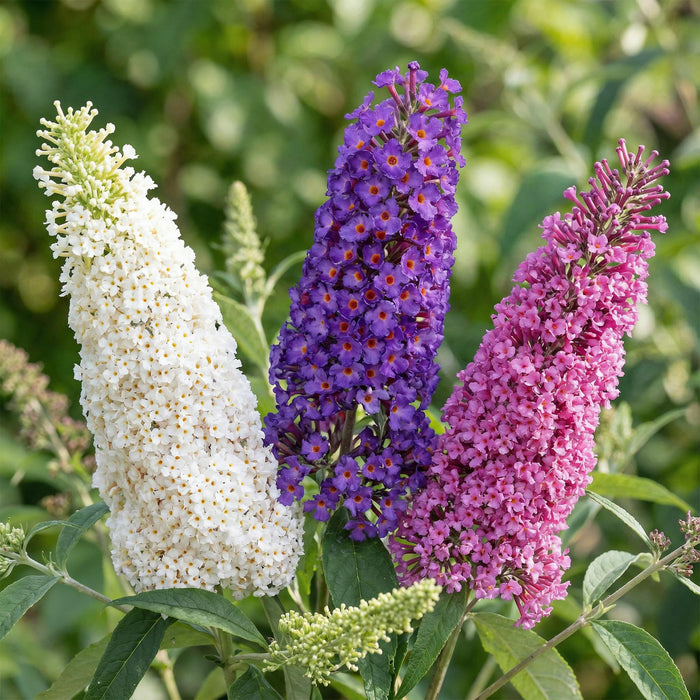 Buddleja davidii Tricolour - Vlinderstruik - Blauw - Roze - Wit - ↕45cm - Ø17cm - 3x