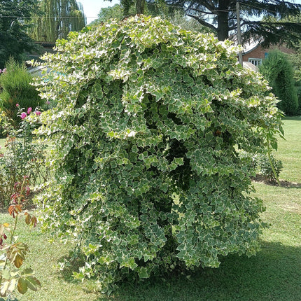 Hedera Helix Glacier - Pianta rampicante - Foglie variegate - ↕40cm - Ø11cm - 2x