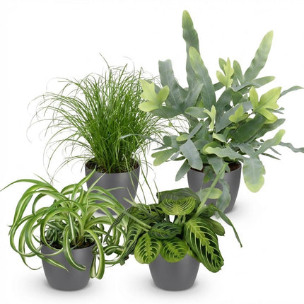Box de plantes - Chlorophytum - Cyperus - Phlebodium - Marantha - avec pots de fleurs gris - ↕25cm - Ø12cm - 4x