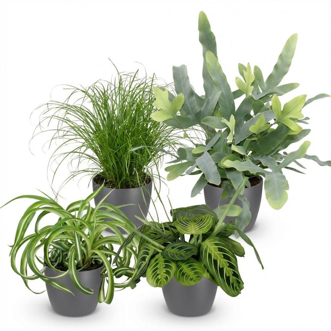 Plantenbox - Chlorophytum - Cyperus - Phlebodium - Marantha - met grijze plantenpotten - ↕25cm - Ø12cm - 4x