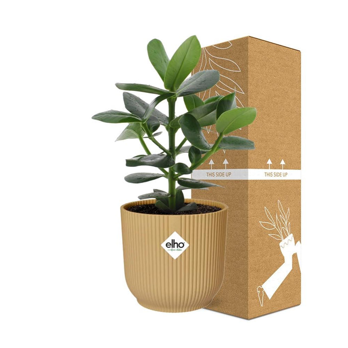 Clusia Princess in elho Vibes Fold Ø14cm geel - ↕20-30cm