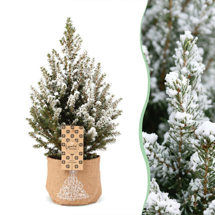 2x Picea glauca Conica - Kegelspar - Groen - Wit - Kerstboom - incl. jute zak - Ø17cm - ↕65cm