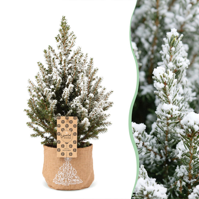 2x Picea glauca Conica - Kegelspar - Groen - Wit - Kerstboom - incl. jute zak - Ø17cm - ↕65cm