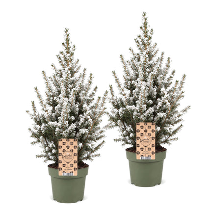 2x Picea glauca Conica - Kegelspar - Groen - Wit - Kerstboom - Ø17cm - ↕65cm