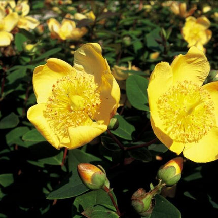 Hypericum dummeri 'Peter Dummer' - ↕10-25cm - Ø9cm - 24x
