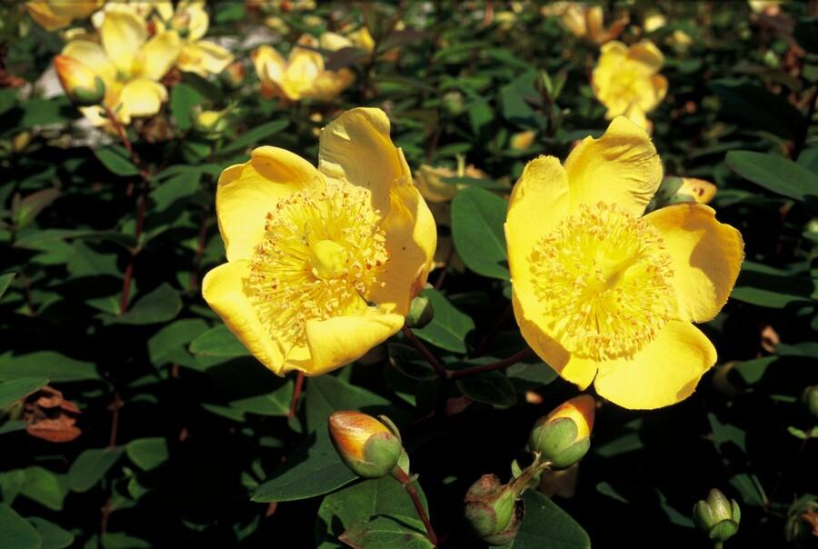 Hypericum dummeri 'Peter Dummer' - ↕10-25cm - Ø9cm - 24x