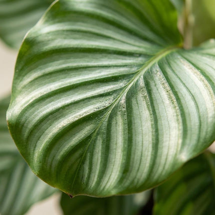 Calathea Orbifolia - Pauwenplant - ↕60-70cm - Ø21cm