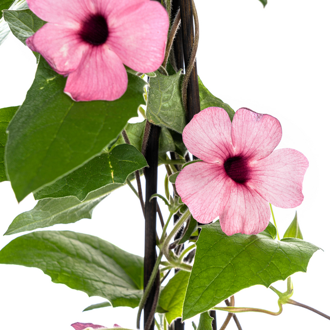 Suzanne of the Beautiful Eyes – Thunbergia alata Sunny Susy Rose Sensation – ↕60 cm – Ø13 cm – 4x
