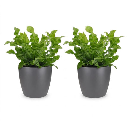 Asplenium Crispy Wave - met grijze pot - ↕30cm - Ø12cm - 2x