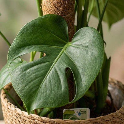 Patyk z mchu Monstera Deliciosa - Roślina z otworem - z koszykiem - ↕90cm - Ø19cm