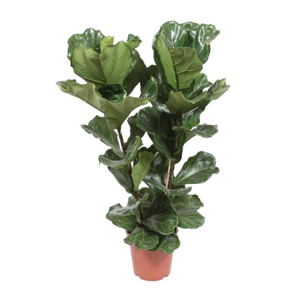 Ficus Lyrata - ↕100cm - Ø27cm