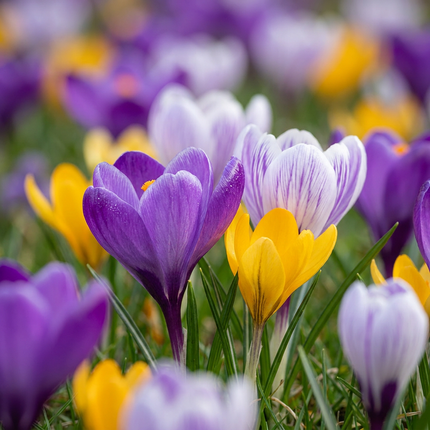 100x Crocus Species mix - Bloembollen - Krokus soortenmix - Diversen - Verwilderingsbol - Bolmaat 5/6