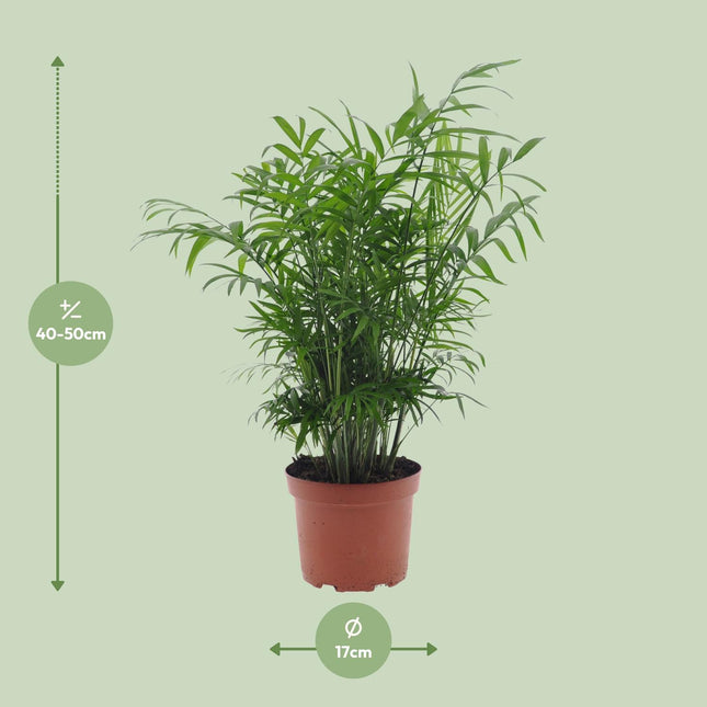 Chamaedorea Elegans - Mexican Mountain Palm - ↕50cm - Ø17cm