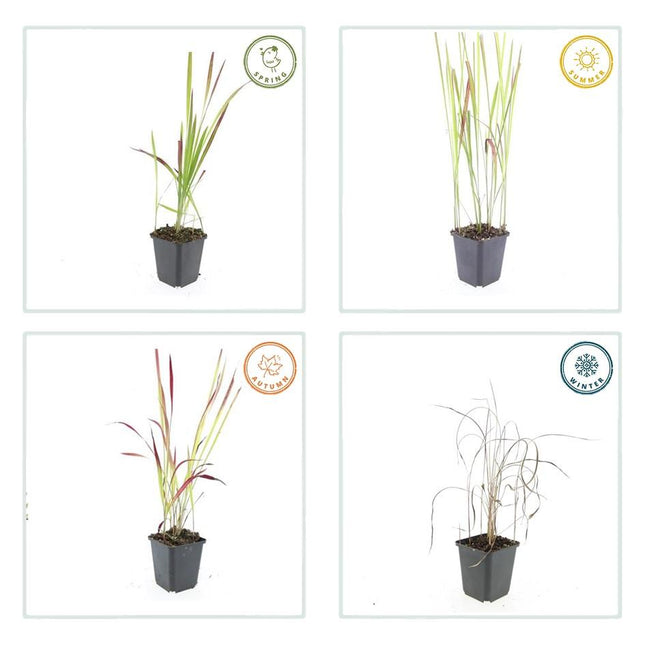Imperata cylindrica 'Red Baron' - Herbe de sang japonaise - ↕10-25 cm - Ø9 cm - 60x