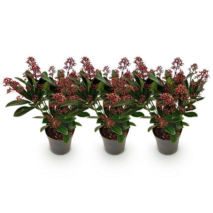 Skimmia Japonica Rubella - Flor roja - Más de 10 flores - ↕25cm - Ø10.5cm - 3x
