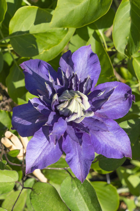 Clematis Multi Blue - ↕65cm - Ø15cm - 3x