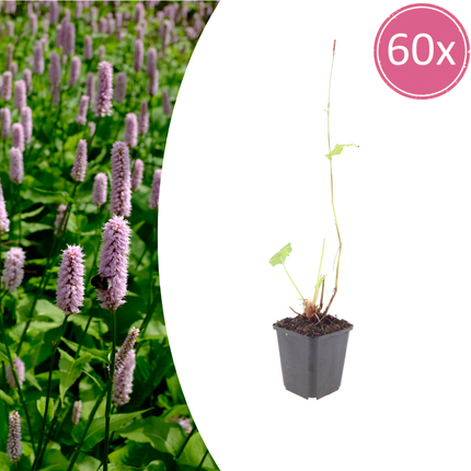 Persicaria affinis 'Superba' - Duizendknoop - ↕10-25cm - Ø9cm - 60x
