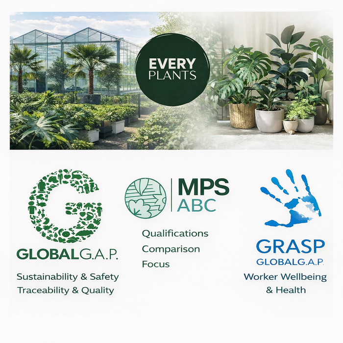 Kunstplant Bucida - ↕200cm