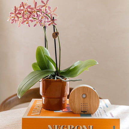 Kolibri Home | Timeless sierpot - Oranje - Ø9 cm