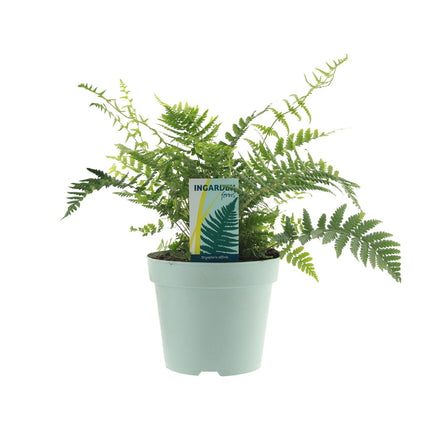 Dryopteris Affinis Fedata - Kidney Fern - ↕40cm - Ø17cm