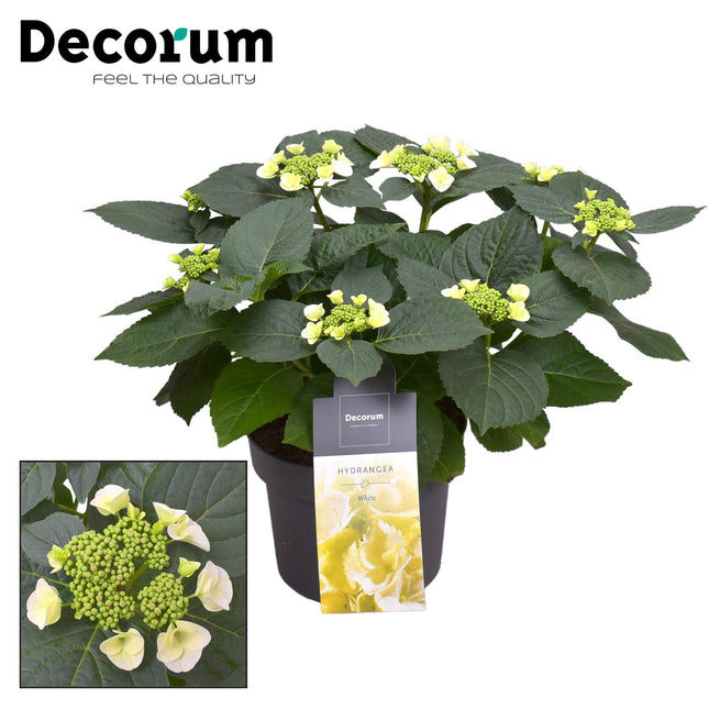 Hortensia - Hydrangea Teller Benxi (wit) 7-12 Bloemen - ↕45cm - Ø23cm
