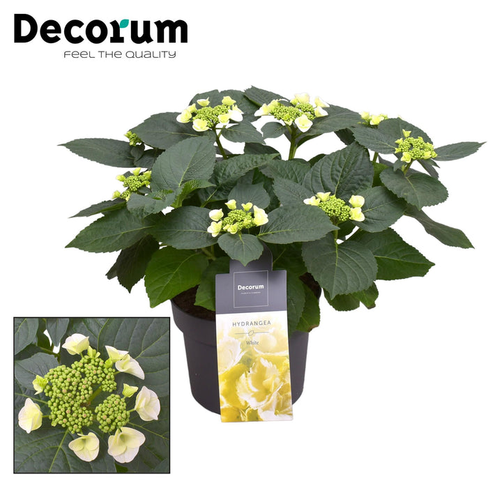 Hortensia - Hydrangea Teller Benxi (wit) 7-12 Bloemen - Ø23cm - ↕45cm