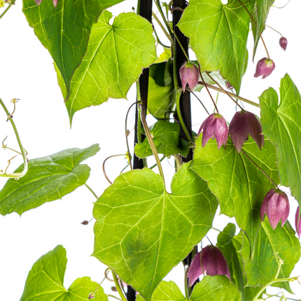 Rhodochiton Atrosanguineum 'Purple Bells' - ↕60 cm - Ø13 cm - 4x