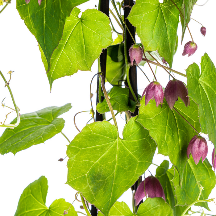 Rhodochiton Atrosanguineum Purple Bells -↕60cm - Ø13 cm - 4x
