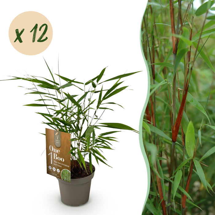 Bamboe - Fargesia Asian Wonder - Bladhoudend - Niet Woekerend - Groen - 12 Planten - Pot 14cm - Hoogte 35cm