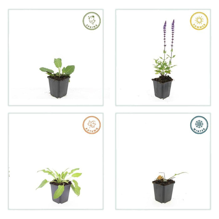 Salvia nem. 'Mainacht' - ↕10-25cm - Ø9cm - 24x