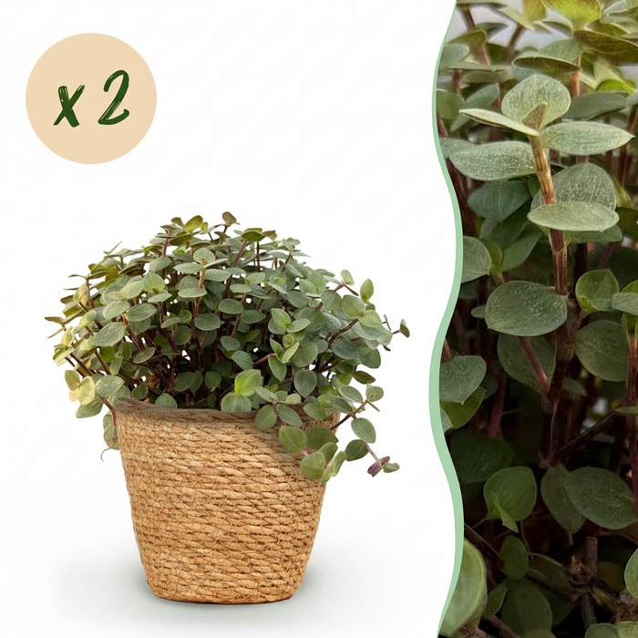 Callisia repens - Schildpadplant - met Mand - ↕15-20cm - Ø12cm - 2x